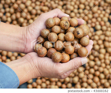 Hand holding Macadamia nuts 43888162