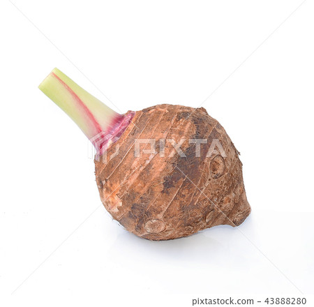 taro isolated on white background taro isolated on white background 43888280