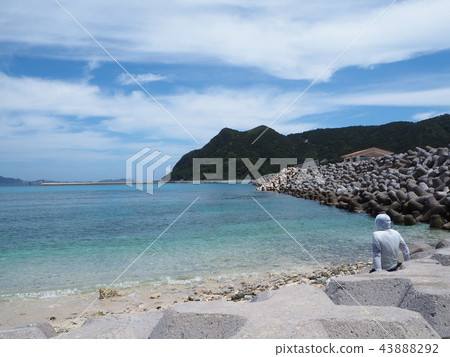 阿卡島,海龜來自海灘。沖繩和慶良間群島 阿卡島,海龜來自海灘。沖繩和慶良間群島 43888292