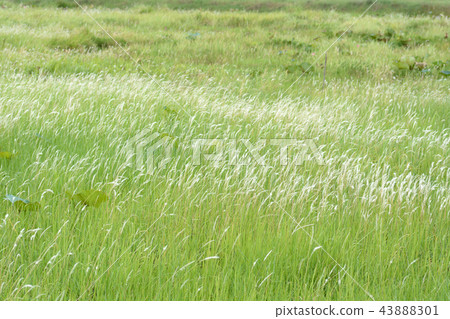 Imperata cylindrica Beauv of Feather grass in natu Imperata cylindrica Beauv of Feather grass in natu 43888301