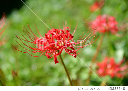 Seasonal flower image material, cluster amaryllis, higanbana 43888348