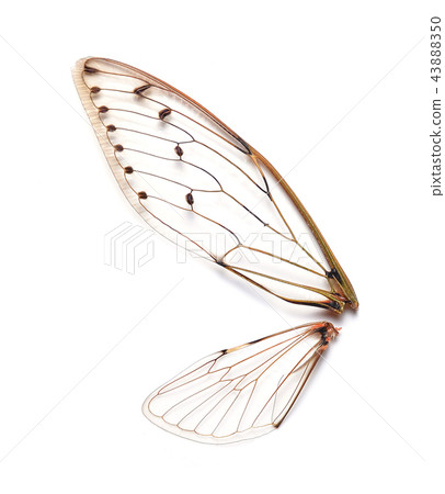 Insect cicada on white background 43888350