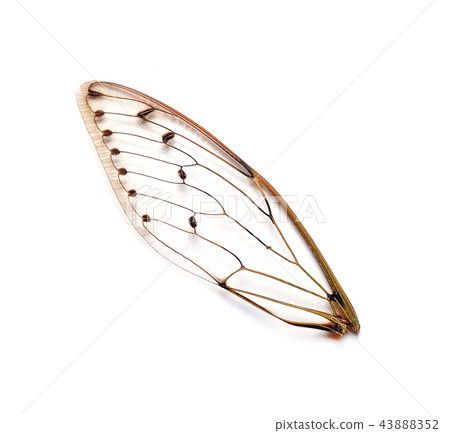 Insect cicada on white background Insect cicada on white background 43888352
