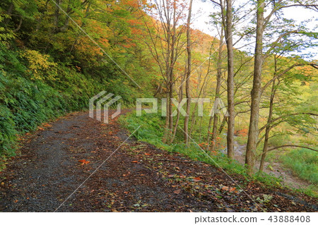 在Tanigawadake秋天，沿著Ichigaya Kurazawa入口（Shindo）附近的Yusu河 43888408