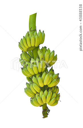 bananas isolated on white background 43888538