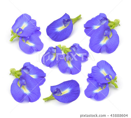 Clitoria ternatea or Aparajita  on white backgrou 43888604
