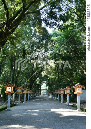 Miyazaki Jingu in the early summer 43888898