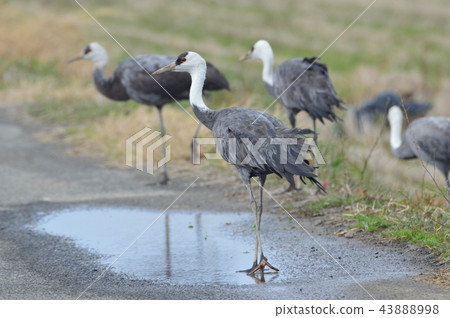 Nabe-zuru（鹿兒島縣和泉市） 43888998