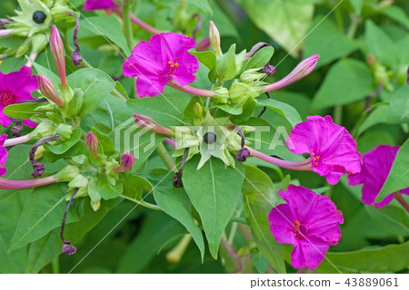 Oshiroibana（鮮花和水果）的觀察 43889061