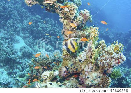 Colorful sea image 43889288