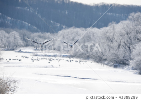 Tancho（北海道·Tsurui）從被冰包圍的棲息處飛行 43889289