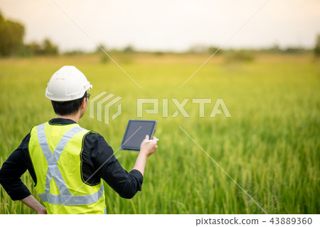 Asian male agronomist observing on rice field 43889360