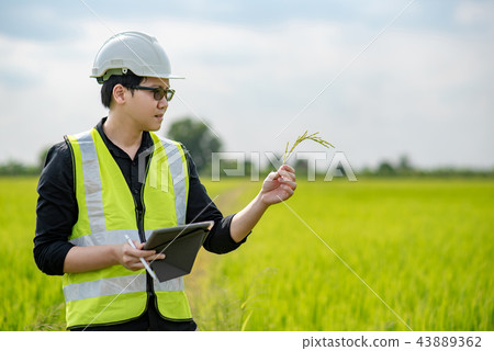 Asian male agronomist observing on rice field Asian male agronomist observing on rice field 43889362