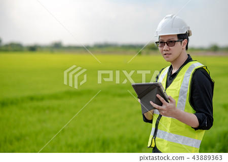 Asian male agronomist observing on rice field 43889363