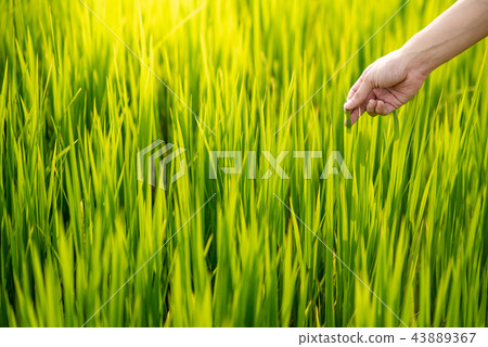 Male hand touching on green field Male hand touching on green field 43889367