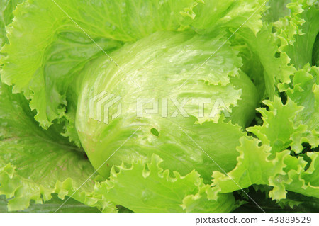 Field lettuce 43889529