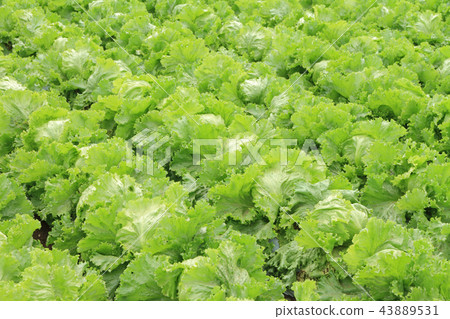 Lettuce highland vegetable field Lettuce highland vegetable field 43889531