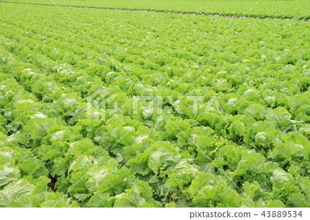 Lettuce highland vegetable field 43889534