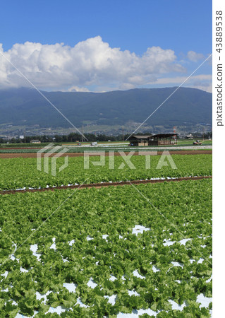 Lettuce highland vegetable field 43889538