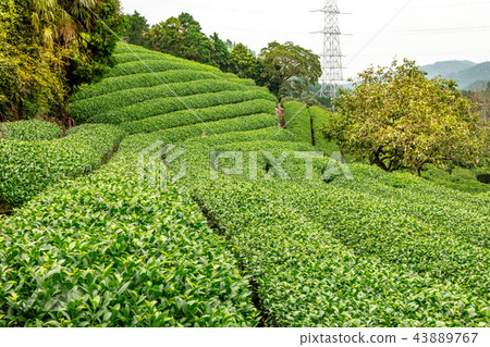 Watsuka-cho Harayama Round Tea Garden Watsuka-cho Harayama Round Tea Garden 43889767