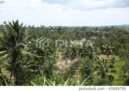 Forest spreading over Mindanao island (Philippines) 43889788