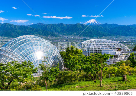 <山梨>從笛吹河水果公園看富士山 <山梨>從笛吹河水果公園看富士山 43889865