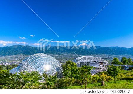 <山梨>從笛吹河水果公園看富士山 43889867