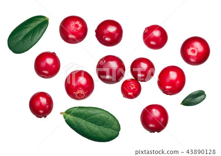 Lingonberry vaccinium vitis-idaea, paths, top Lingonberry vaccinium vitis-idaea, paths, top 43890128