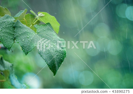 雨天景觀 43890275