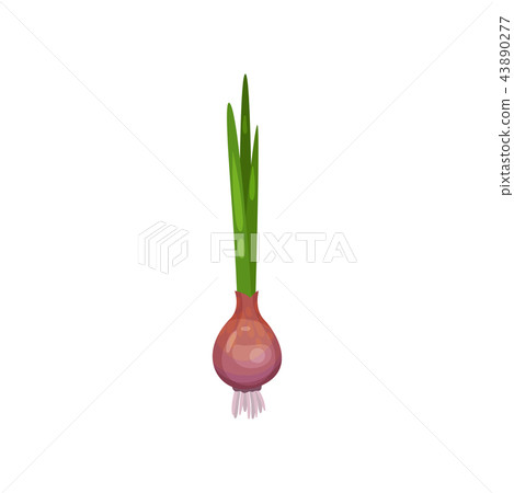 Red onion bulb with green sprout, fresh vegetable vector Illustration on a white background Red onion bulb with green sprout, fresh vegetable vector Illustration on a white background 43890277