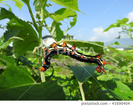吃柱子葉子的“ Fukurasume”幼蟲 43890404