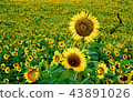 向日葵 43891026