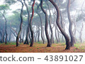 松林 43891027