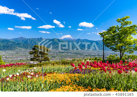 <Yamanashi> Mt. Fuji seen from Fuefuki River Fruit Park <Yamanashi> Mt. Fuji seen from Fuefuki River Fruit Park 43891165