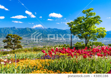 <Yamanashi> Mt. Fuji seen from Fuefuki River Fruit Park 43891166