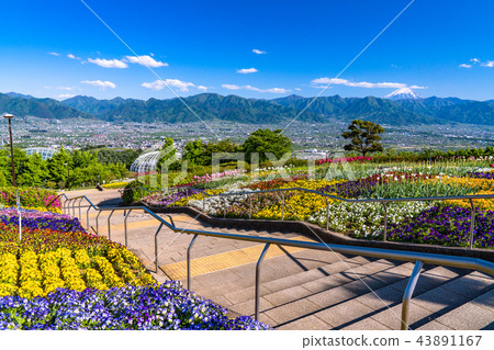 <Yamanashi> Mt. Fuji seen from Fuefuki River Fruit Park 43891167