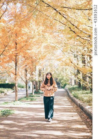  Metasequoia tree-lined tree and woman 43891612