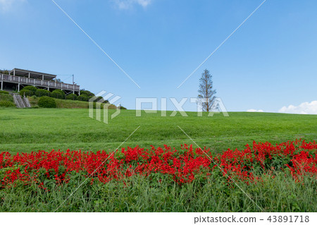 Awaji flower gazebo and salvia 43891718
