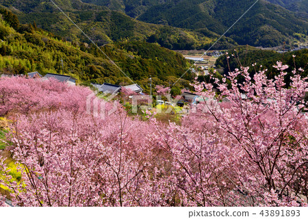 桑田山雪櫻 43891893