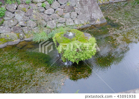 Fukue Island / Ishida Castle Goto Garden 2017第1部分 Fukue Island / Ishida Castle Goto Garden 2017第1部分 43891938