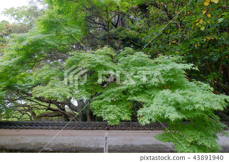 福江島·石田城堡後藤花園2017年第3部分 福江島·石田城堡後藤花園2017年第3部分 43891940