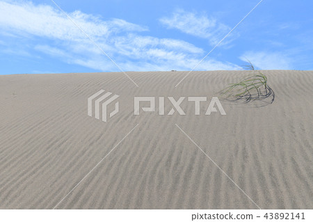 Nakadashima沙丘 43892141