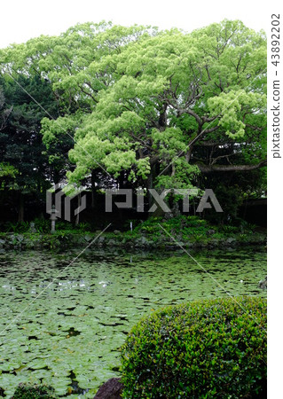 Ishida Castle Goto Garden 2017 Part 11 Ishida Castle Goto Garden 2017 Part 11 43892202