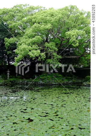 Ishida Castle Goto Garden 2017 Part 12 Ishida Castle Goto Garden 2017 Part 12 43892203