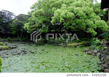 Ishida Castle Goto Garden 2017 Part 15 43892206