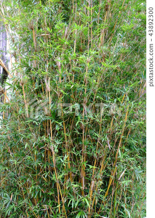 石田城堡後藤花園金竹2017 43892300