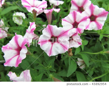 Super Tunia 43892954