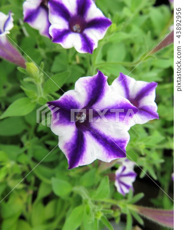 Super Tunia 43892956