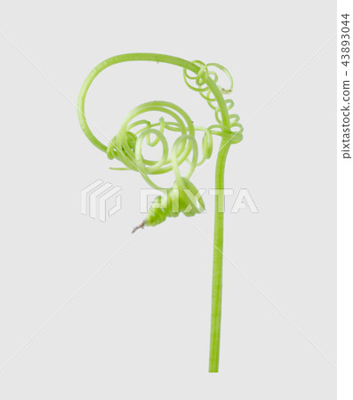 Green ivy plant isolated on gray background, Green ivy plant isolated on gray background, 43893044