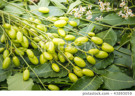 Medicinal neem leaves with fruits close up. Medicinal neem leaves with fruits close up. 43893059